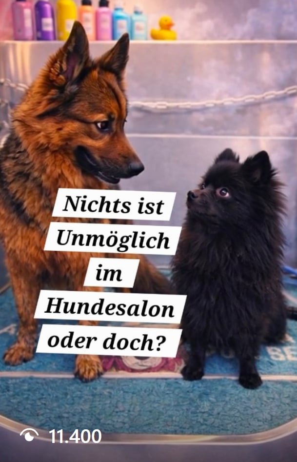 Nichts ist unmöglich im Hundesalon